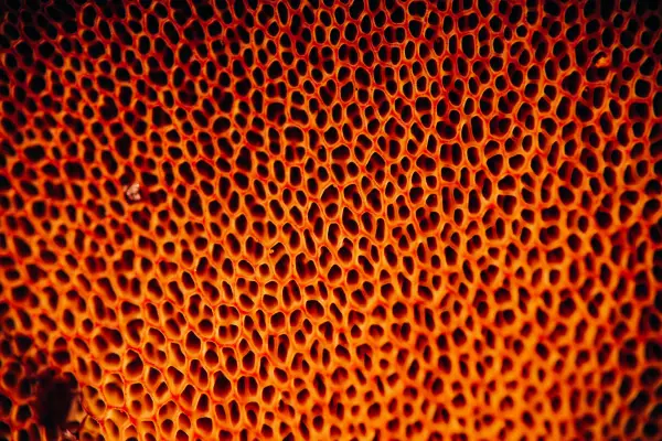 Soluble fibre and cholesterol: how much you need and the best sources